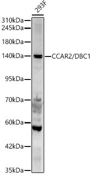 CCAR2/DBC1 Rabbit pAb