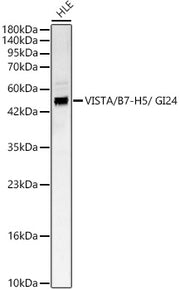 VISTA / B7-H5 / GI24 Rabbit pAb