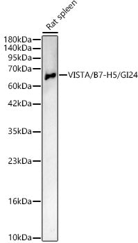 VISTA / B7-H5 / GI24 Rabbit pAb