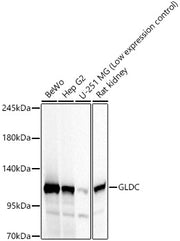 GLDC Rabbit pAb