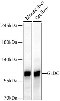 GLDC Rabbit pAb