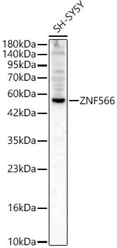 ZNF566 Rabbit pAb