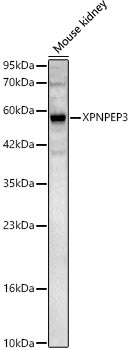 XPNPEP3 Rabbit pAb