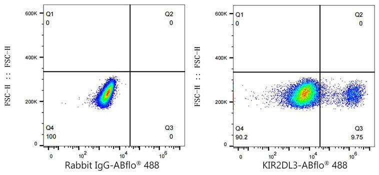 ABflo® 488 Rabbit anti-Human KIR2DL2/KIR2DL3 mAb
