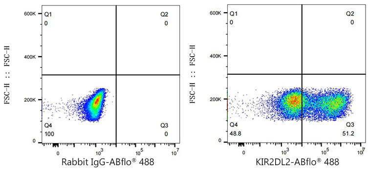 ABflo® 488 Rabbit anti-Human KIR2DL2/KIR2DL3 mAb