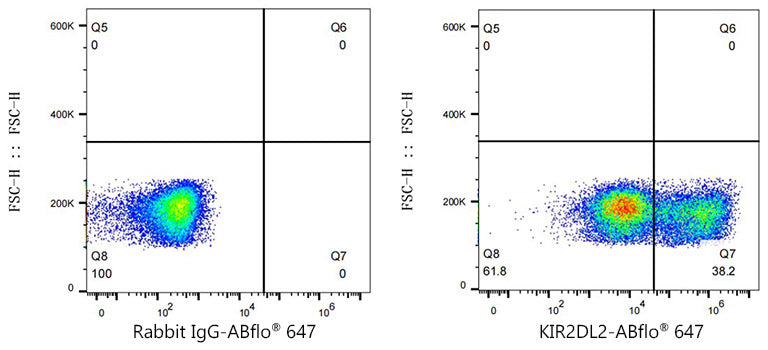 ABflo® 647 Rabbit anti-Human KIR2DL2/KIR2DL3 mAb