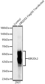 KIR2DL2/KIR2DL3 Rabbit mAb