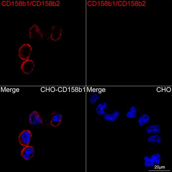 KIR2DL2/KIR2DL3 Rabbit mAb