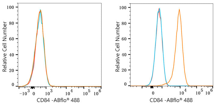 ABflo® 488 Rabbit anti-Human CD84 mAb