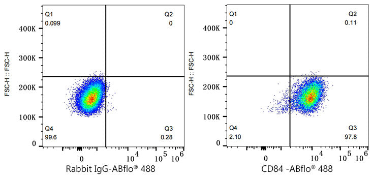 ABflo® 488 Rabbit anti-Human CD84 mAb
