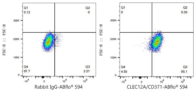 ABflo® 594 Rabbit anti-Human CLEC12A/CD371 mAb