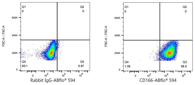 ABflo® 594 Rabbit anti-Human CD166/ALCAM mAb