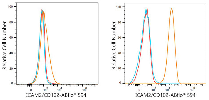 ABflo® 594 Rabbit anti-Human ICAM2/CD102 mAb