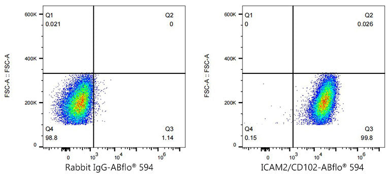 ABflo® 594 Rabbit anti-Human ICAM2/CD102 mAb