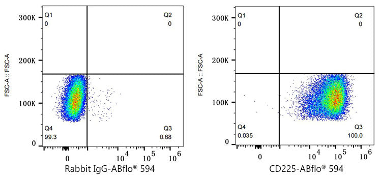 ABflo® 594 Rabbit anti-Human CD225/IFITM1 mAb