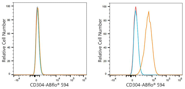 ABflo® 594 Rabbit anti-Human CD304/Neuropilin-1 mAb