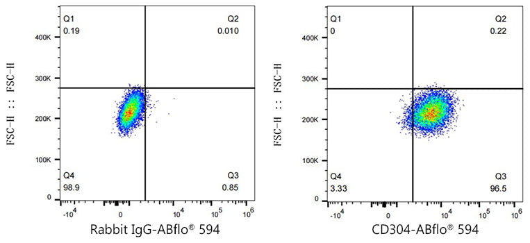 ABflo® 594 Rabbit anti-Human CD304/Neuropilin-1 mAb