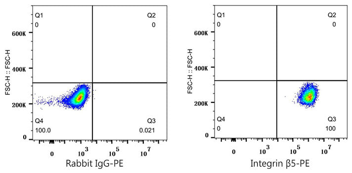 PE Rabbit anti-Human Integrin β5/ITGB5 mAb
