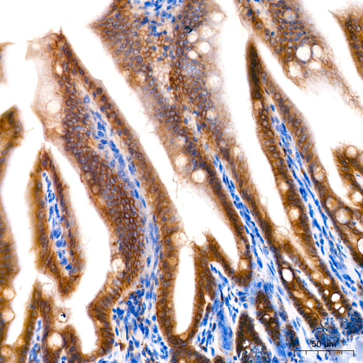 Occludin Rabbit mAb