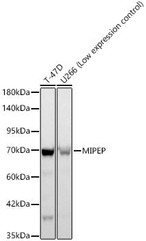 MIPEP Rabbit mAb