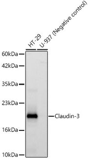 Claudin-3 Rabbit mAb