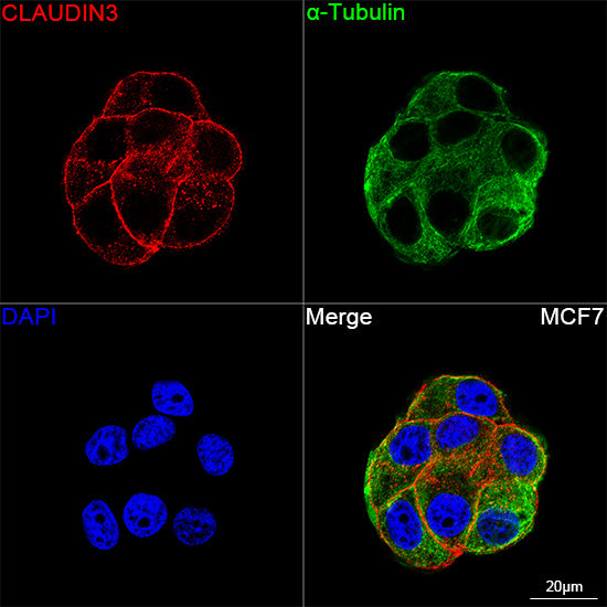 Claudin-3 Rabbit mAb