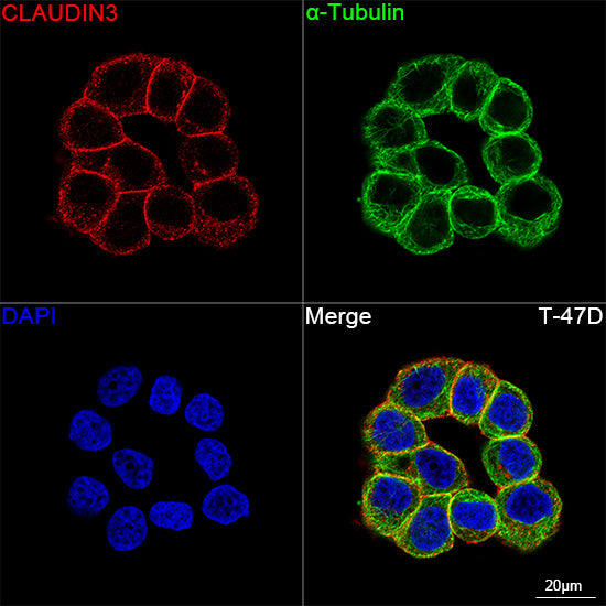 Claudin-3 Rabbit mAb