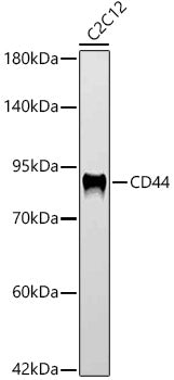 CD44 Rabbit mAb