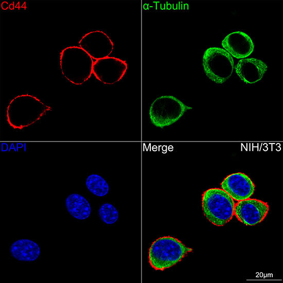 CD44 Rabbit mAb