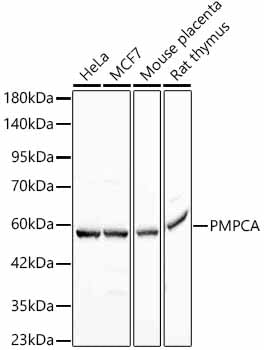 PMPCA Rabbit mAb