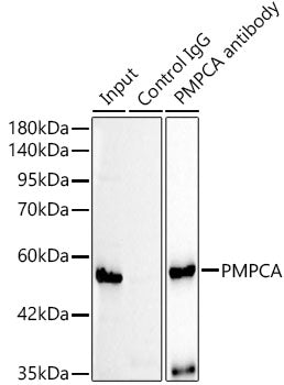 PMPCA Rabbit mAb
