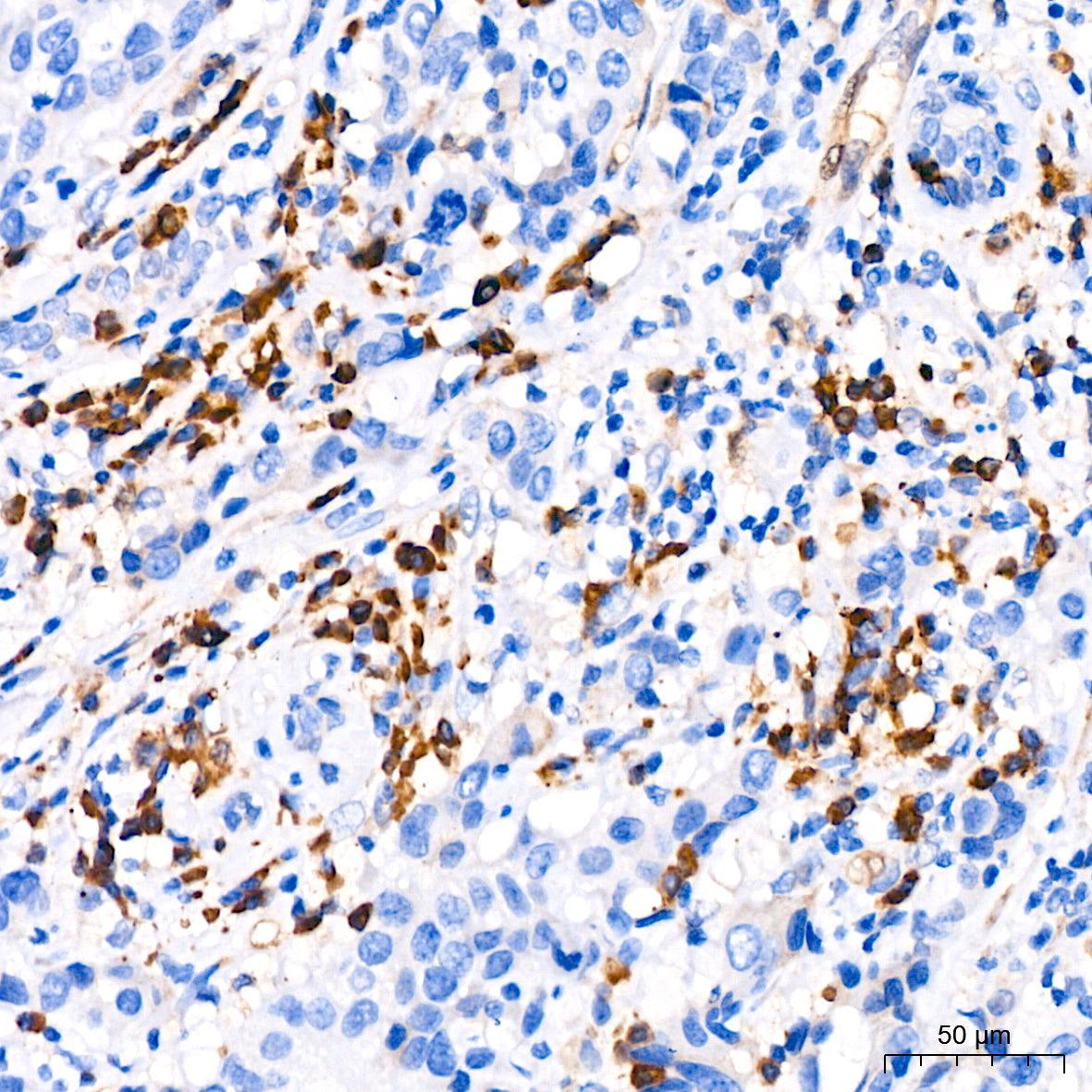 CDA Rabbit mAb