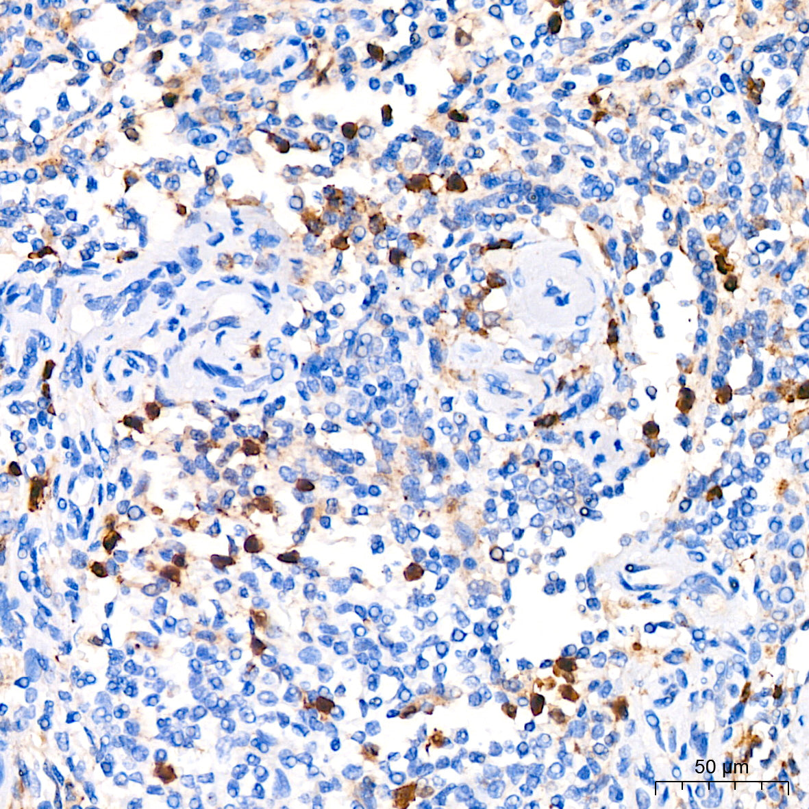 CDA Rabbit mAb