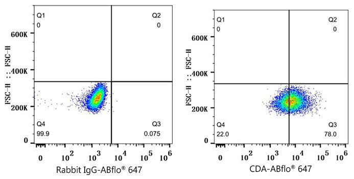 CDA Rabbit mAb