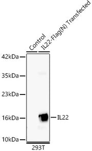 IL22 Rabbit mAb
