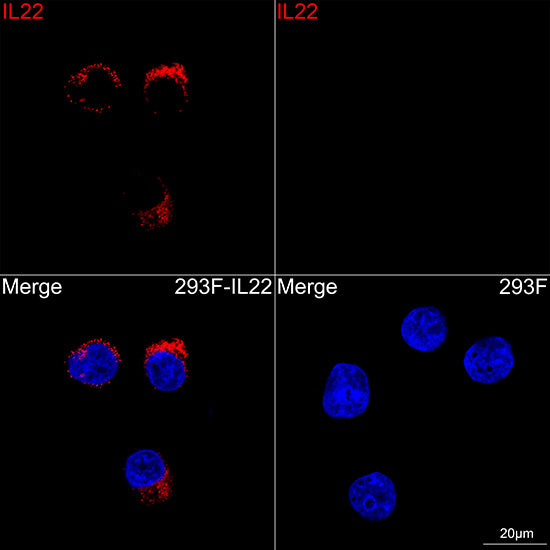 IL22 Rabbit mAb