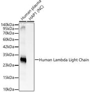 Human Lambda Light Chain Rabbit mAb