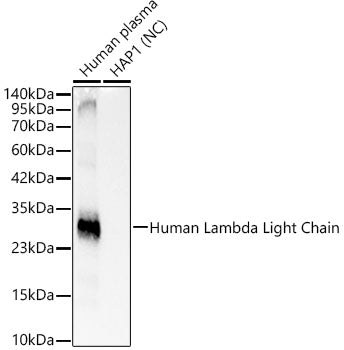 Human Lambda Light Chain Rabbit mAb