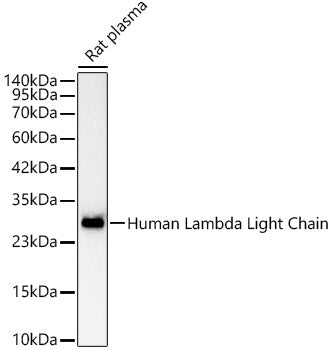 Human Lambda Light Chain Rabbit mAb