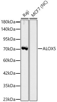 ALOX5 Rabbit mAb