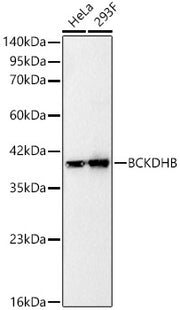 BCKDHB Rabbit mAb