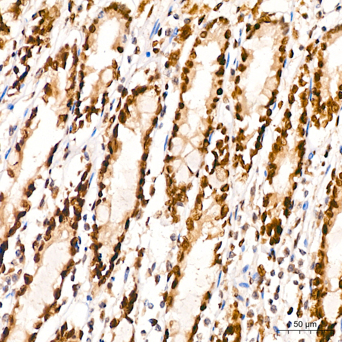 c-Fos Rabbit mAb