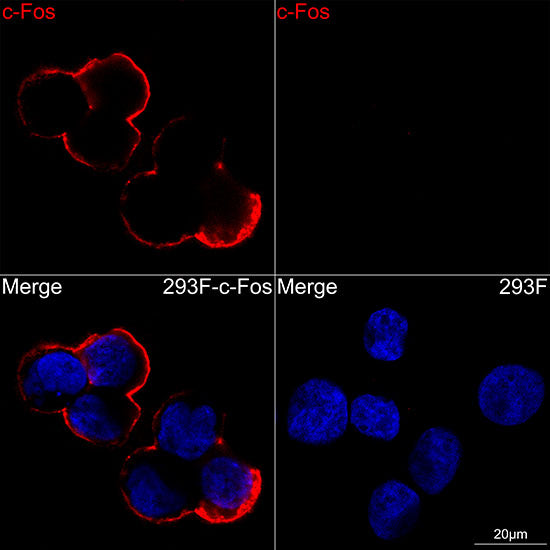 c-Fos Rabbit mAb