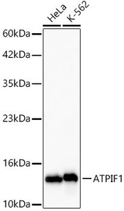 ATPIF1 Rabbit mAb