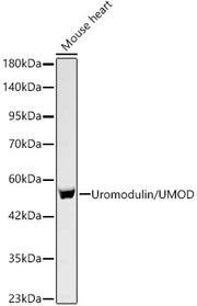 Uromodulin/UMOD Rabbit mAb