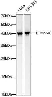 TOMM40 Rabbit mAb