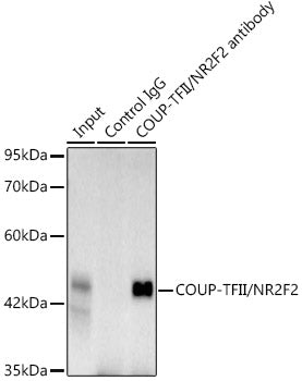 COUP-TFII/NR2F2 Rabbit mAb
