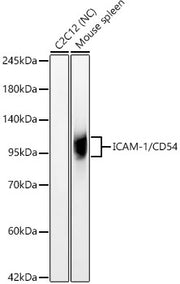 ICAM-1/CD54 Rabbit mAb