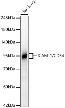 ICAM-1/CD54 Rabbit mAb