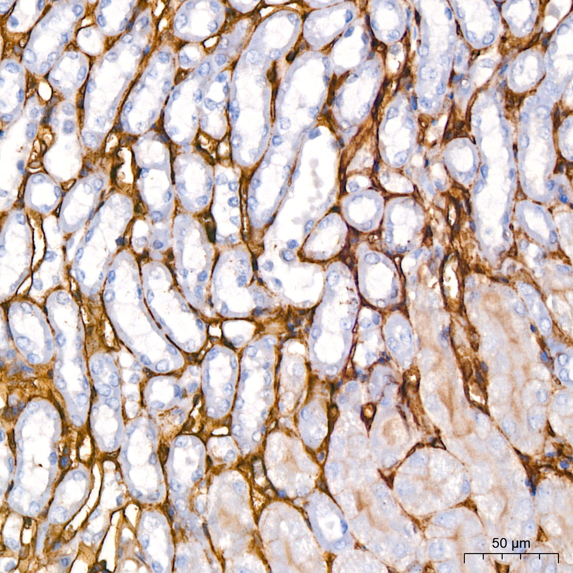ICAM-1/CD54 Rabbit mAb
